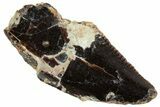 Serrated Abelisaurid Tooth - Dekkar Formation, Morocco #252283-1